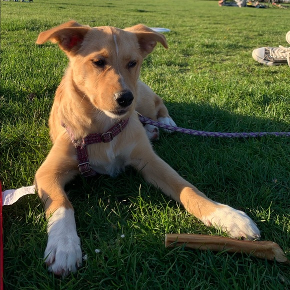 Meet your Posher, Leslie - Picture 1 of 1